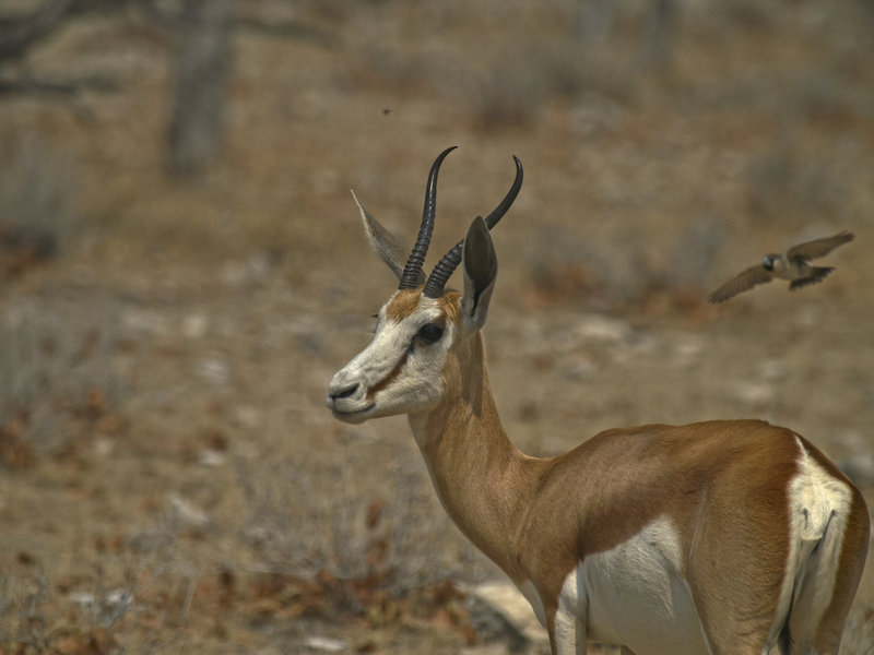 Okaukuejo, Springbok